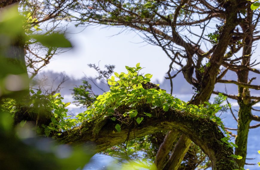 ESG2Risk: A Deep Learning Framework from ESG News to Stock Volatility Prediction